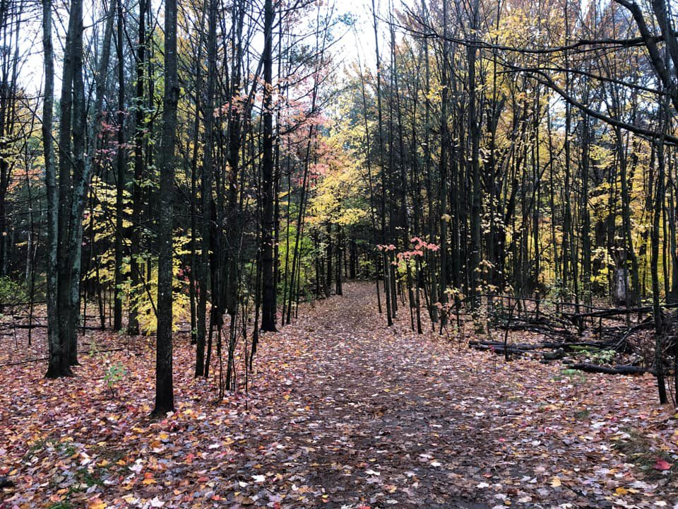 Ceri Bellenger Bruce Pit off leash dog park - The Importance of Trails and Greenspaces