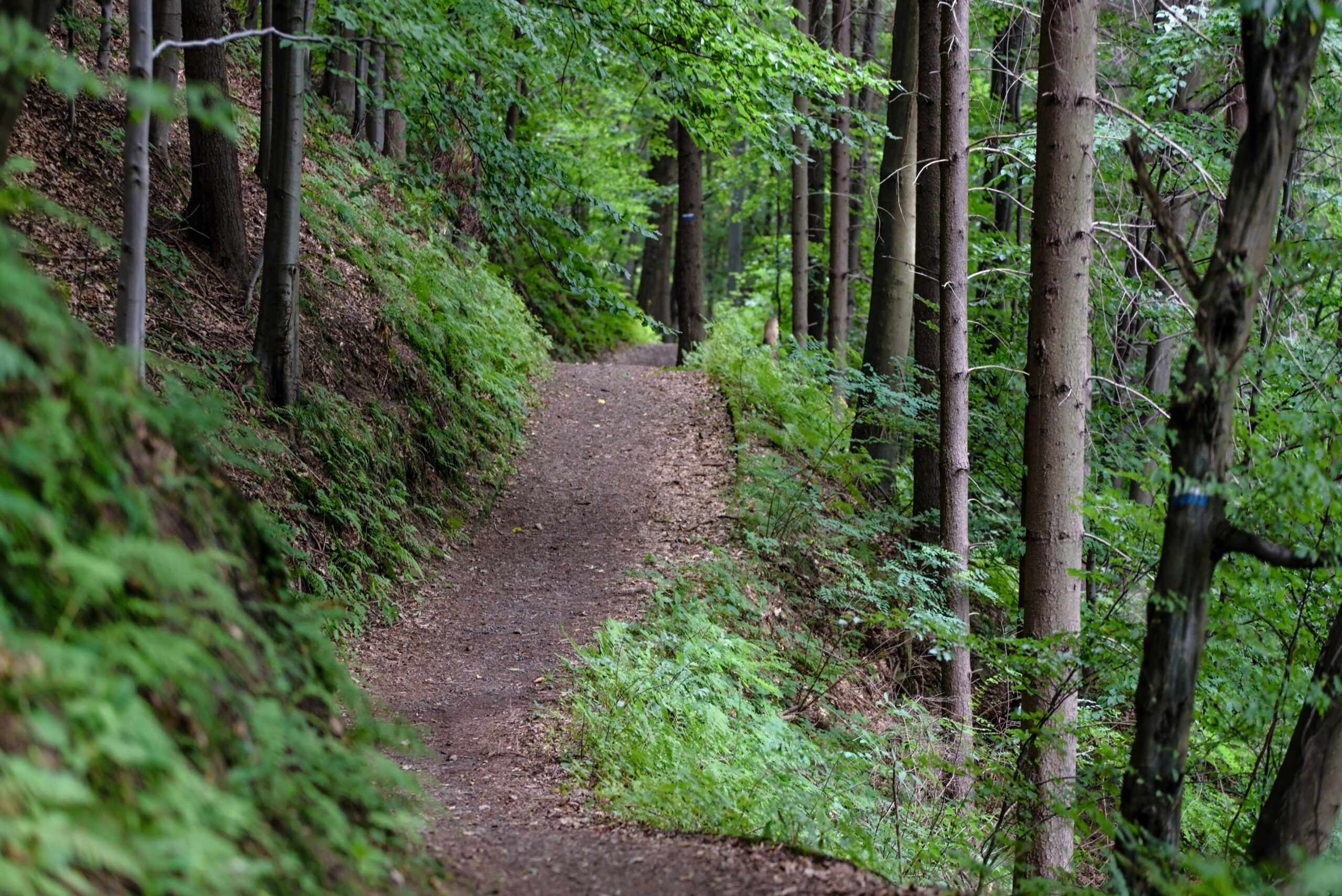 pexels photomix company 172510 scaled - The Importance of Trails and Greenspaces