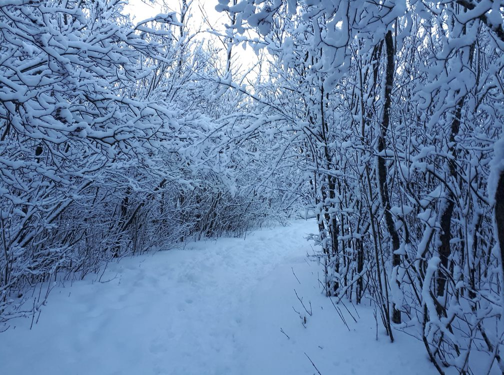 Nancy Trowbridge Doan Trail through the woodsin Kanata Lakes near the tennis courts - The Importance of Trails and Greenspaces