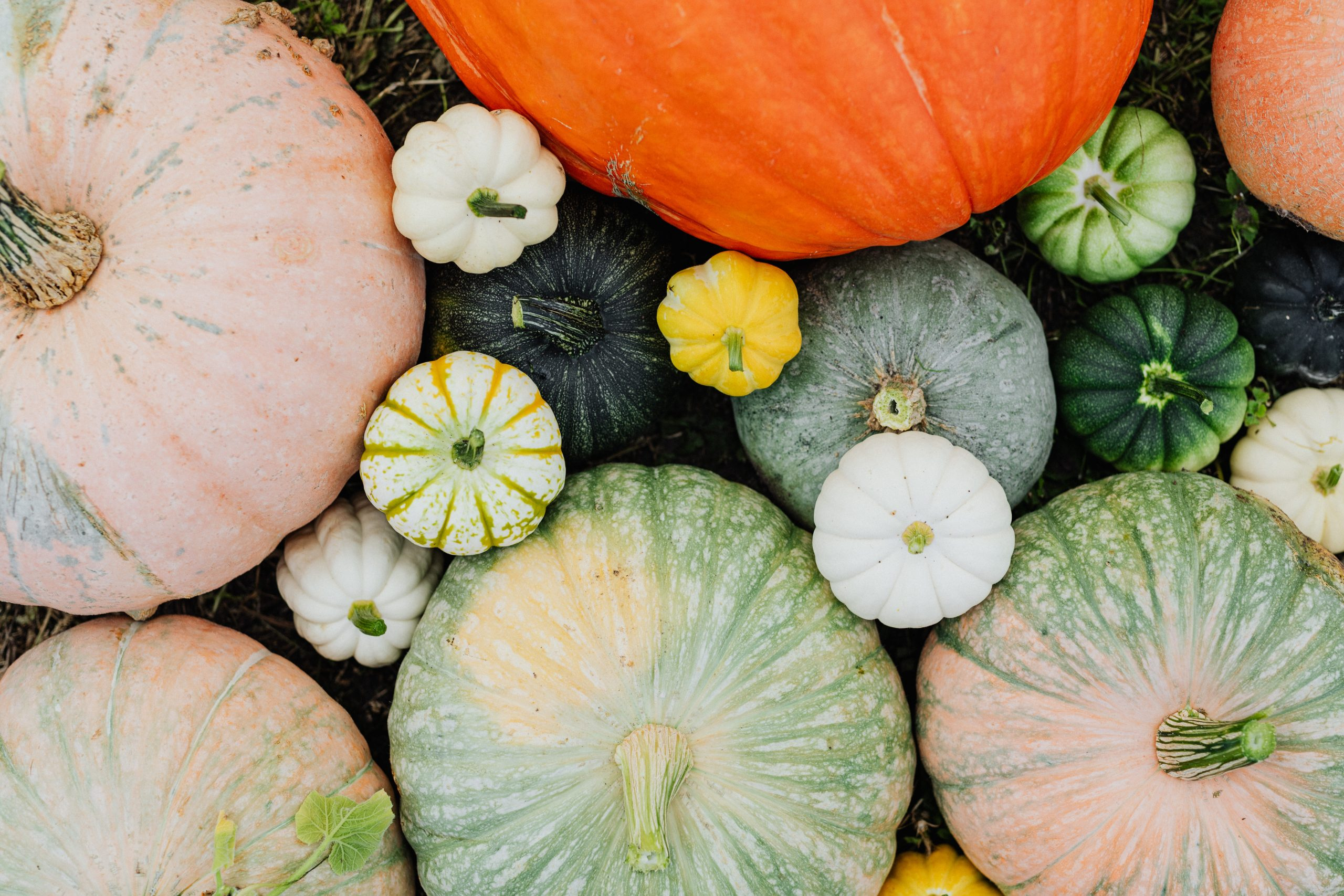 Pumpkins scaled 1 - 6 Tips to Make the Most of Fall Gardening